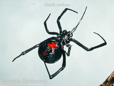 black widow